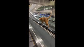 De-purr-ture lounge! Cat takes airport walkway by sitting on rail