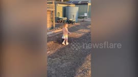 Meet the four-year-old 'wombat whisperer' who's best friends with the marsupials