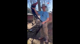 Meet Romeo, the black-breasted red rooster with the longest tail feather