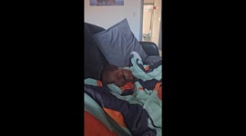 Dachshund can't believe his ears after hearing his name on television