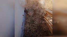 Tumbleweeds block in house entrance in Colorado