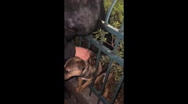 Good Samaritans rescue poised dog stuck in roadside railing in China