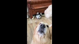 Hilarious eager reaction of a husky dog upon seeing food in China