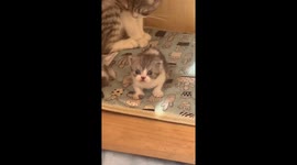 Unusual crossed-eye expression of new born kitten in China