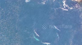 Basking Sharks of the Wild Atlantic way