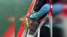 Coast Guard Crews Celebrate as Rescued Loggerhead Turtle Returns to the Sea in Florida, USA