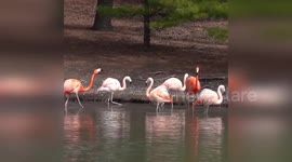 US zoo releases footage of stunning flamingos