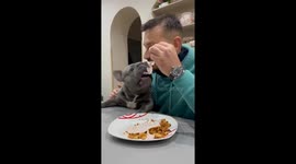 Man's best bite: sharing a meal with an overeager pup