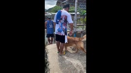 Golden retrievers' boat adventure: cruising to Papaya Cove for cliff jumping