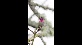 Calypte anna unveils colorful “face-changing” performance