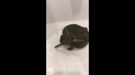 Japanese frog struggles to catch worm until help arrives