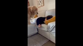 Dog's bread heist: testing canine curiosity