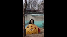 Playful panda gets stuck inside garden toy in China