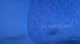 Spectacular 'bird wave' descends on northern China’s nature reserve