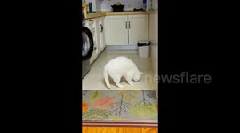 Cat's determined foor digging in Shenyang, China