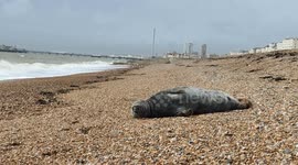 Seal stretching and being generally cute on Brighton beach!