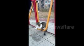 Cat playing with exercise equipment in Mudanjiang, China