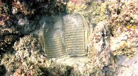 Diver Discovers Quran On Mauritius Reef