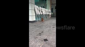 Loyal dog refuses to leave funeral home after owner's death in China