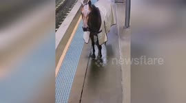 Runaway Racehorse Attempts to Catch Train in Sydney, Australia