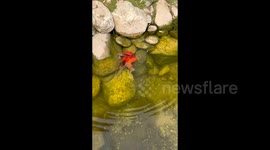 Group of goldfish rescue their friend fish trapped between rocks  in eastern  China