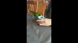 Playful parrot Richard battles yogurt can: a feathery fiasco!