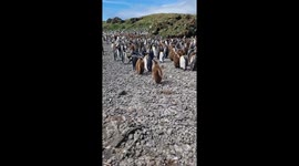 Penguin parenthood unveiled: Insights from Marion Island's seabird sleuth