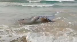 A huge whale trapped in the fishing net at Thanthadi-Vadapalem beach, in Atchutapuram mandal of Anakapalli district on South India
