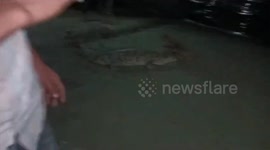 In Northern India Panic created due to crocodile coming out in drain, Local youth caught the crocodile and released it into the Ganges