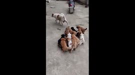 Mother dog followed by her puppies in China