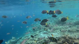 Lots of tropical reef fish swim in crystal clear waters, with a black tip reef shark passing by