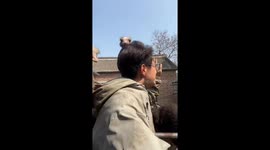 Ostrich Interrupts Entrepreneurial Presentation in China