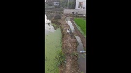 Frolicking in Rice Fields: Graceful Chinese Cat Took Unusual Way Home