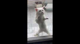 Cute cat dances behind the door caught on camera
