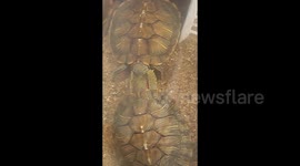 Male red-eared slider woos mate with enchanting handshake display