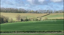 Motorist spots 'panther-like' big cat in a field