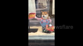 Shiba Inu dog model captivates shoppers at Chinese clothing store