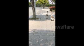 Geese Attack Incident on Campus in Sichuan, China