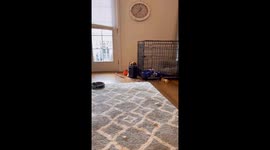 Adorable moment dog hides after getting in trouble with owner