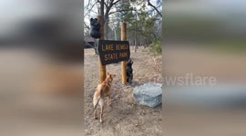 Singing Dog Joins Emergency Siren Test with Paw-some Performance in Beltrami County, MN, USA