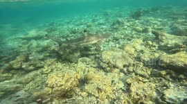 Multiple black tip reef sharks patrol shallow tropical waters