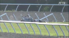 PETA Investigator Assaulted Amidst Horrific Scene at OBS Two-Year-Olds in Training Show in Ocala, USA