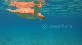 Sweet and tender moment with sea turtle taking some breathes of air and eating seagrass