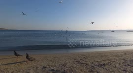 A landscape by the sea with birds and a peaceful sunset