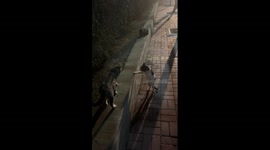 Two cats spotted quarrel in standing position on university campus in China