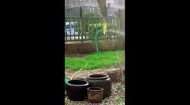 Sunflower-shaped sprinkler sways like a dancer