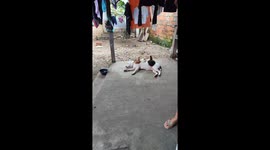 Sleeping dog makes the perfect roost for chickens