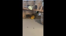 Homeowner shocked to find trail of ants from front door to upstairs bedroom