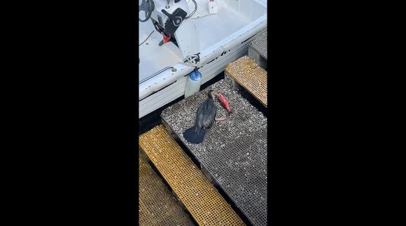 Aussie films bird's struggle after it catches large fish and tries to swallow it