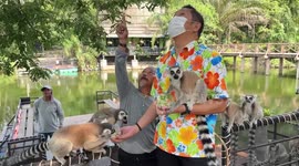 Baby lemurs join family in zoo in Thailand